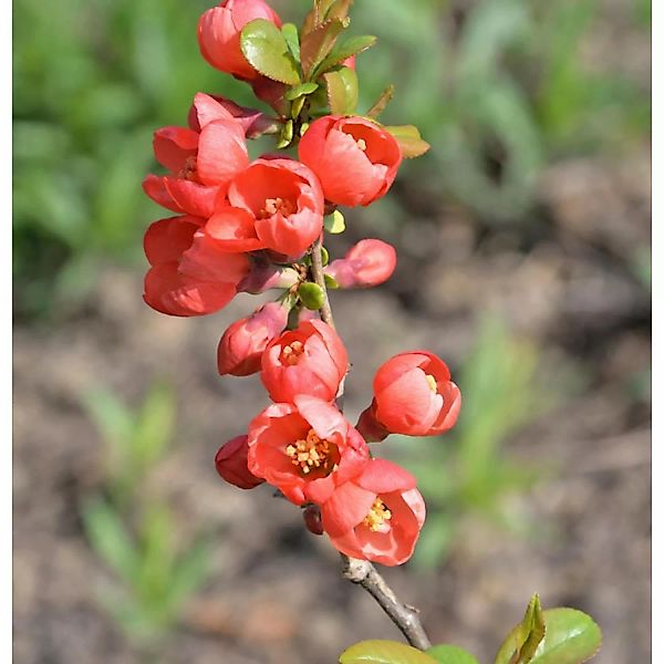Zierquitte Fusion 40-60cm - Chaenomeles günstig online kaufen