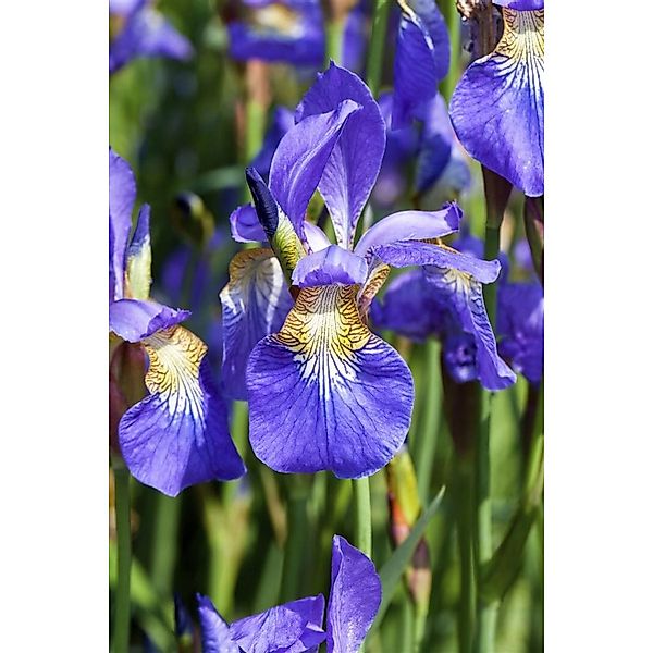 Iris Sibirica Sibirische Schwertlilie Ca. 9x9 cm Topf günstig online kaufen