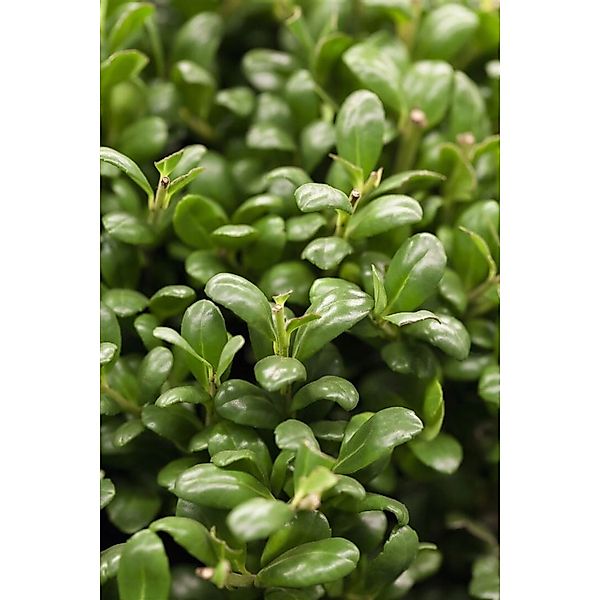 Ilex crenata 'Convexa' 10-15 cm günstig online kaufen