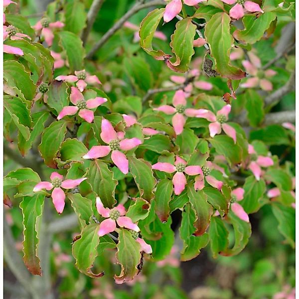 Japanischer Blumen Hartriegel Beni Fuji 125-150cm - Cornus kousa günstig online kaufen