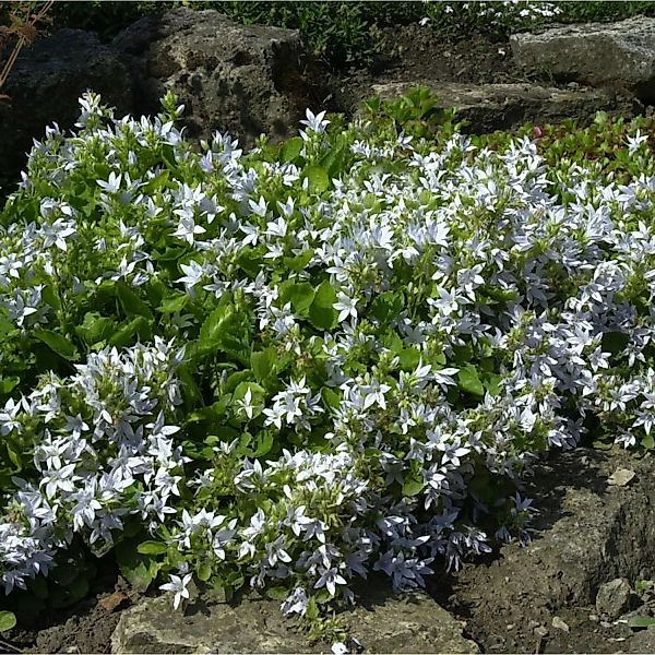 Glockenblume weiß - Campanula poscharskyana günstig online kaufen