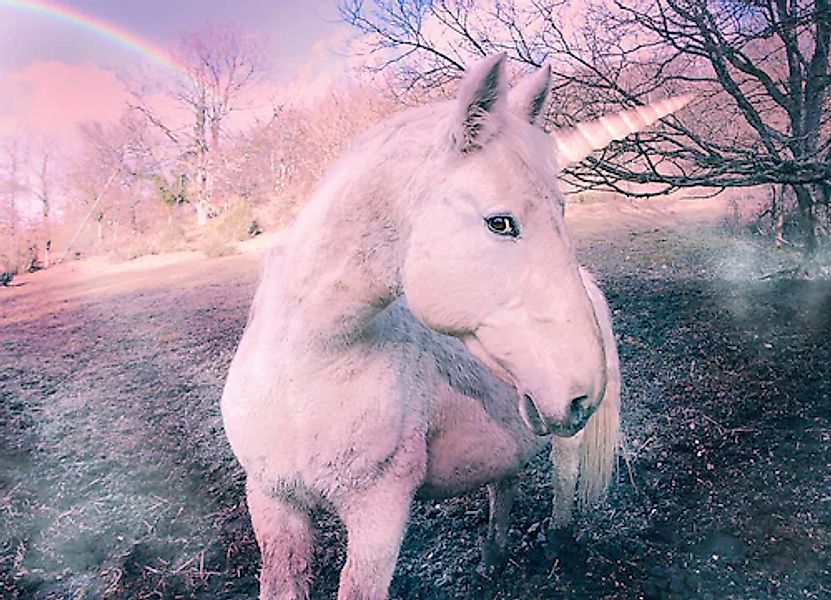 Papermoon Fototapete »Unicorn« günstig online kaufen