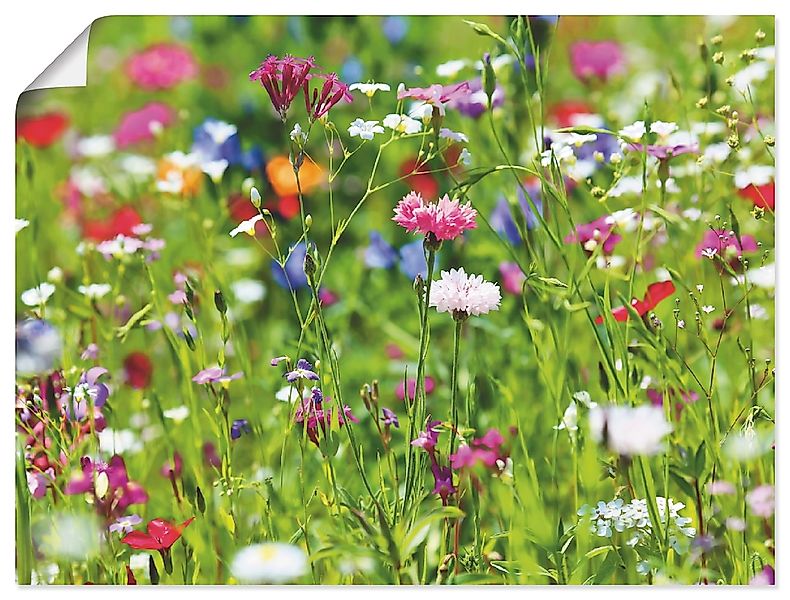 Artland Wandbild "Blumenwiese I" Blumenwiese 1 Stk. tlg. als Leinwandbild, günstig online kaufen