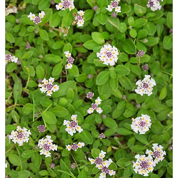 Kriechende Teppichverbene - Phyla nodiflora günstig online kaufen