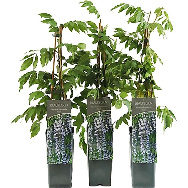 Blauregen Issai Höhe ca. 40 - 60 cm Topf ca. 2, Wisteria floribunda günstig online kaufen