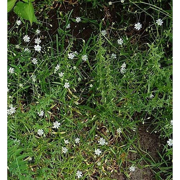 Große Sternmiere - Stellaria holostea günstig online kaufen