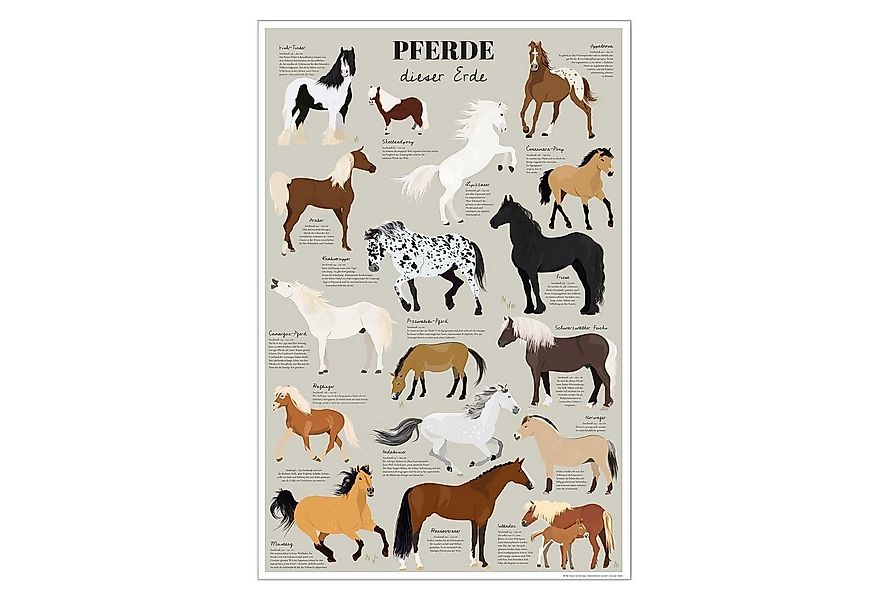 Close Up Poster Pferde dieser Erde Poster Die bekanntesten Pferderassen 61 günstig online kaufen