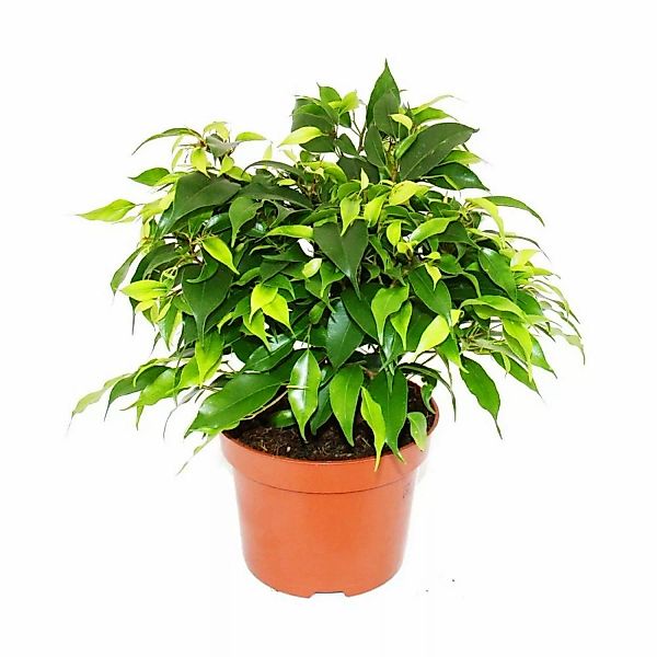 Exotenherz Buschige Birkenfeige Ficus Benjamini Kinky Green 12cm Topf günstig online kaufen