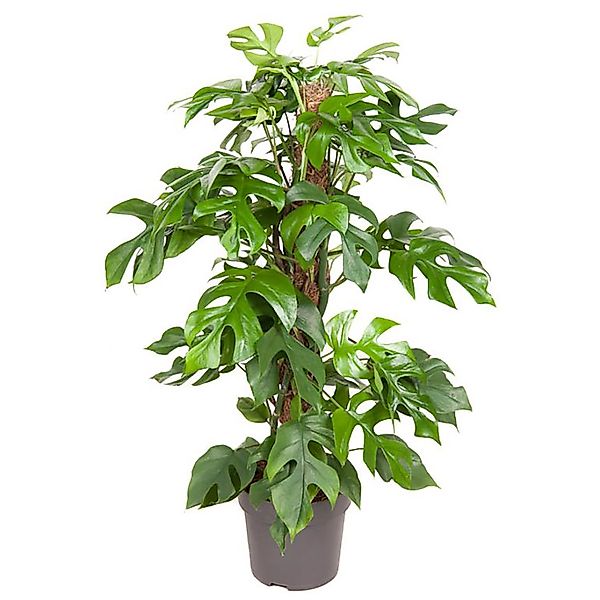 GROW by OBI Fensterblatt am Moosstab H ca. 80 cm Topf-Ø ca. 19 cm MonsteraM günstig online kaufen