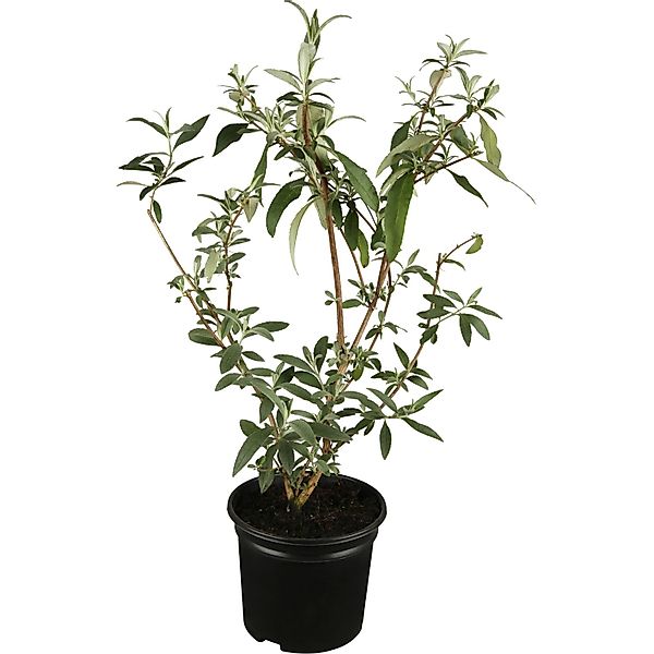 OBI Sommerflieder Rosa Höhe ca. 10 - 20 cm Topf ca. 3 l Buddleja günstig online kaufen