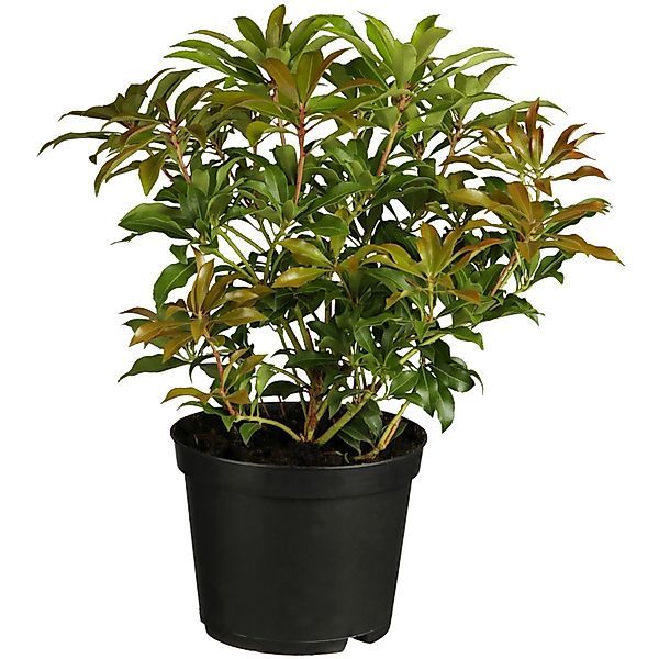 OBI Schattenglöckchen Forest Flame Weiß Höhe ca. 10-20 cm Topf ca. 2 l Pier günstig online kaufen