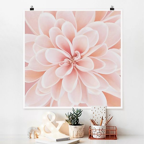 Poster Dahlie in Pastellrosa günstig online kaufen