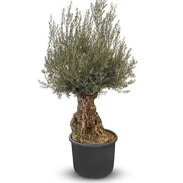 Sunny-Tree   Olivenbaum Olea Europea   Winterharter Olvenbaum Bonsai 250 cm günstig online kaufen
