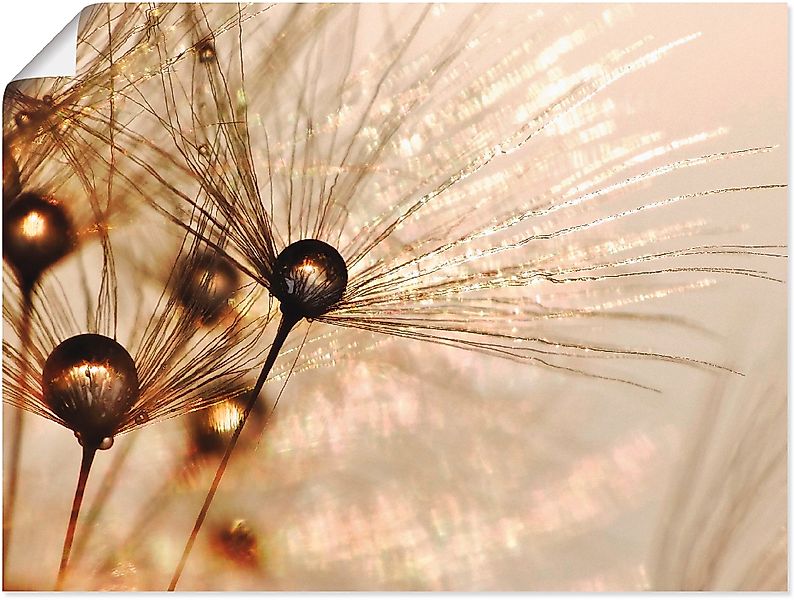 Artland Wandbild »Pusteblume Goldener Tropfen« 1 Stk. tlg. als Alubild, Out günstig online kaufen