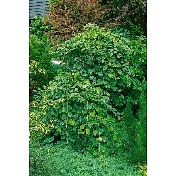 Hamamelis Japonica Pendula Japanische Zaubernuss 125–150 cm günstig online kaufen