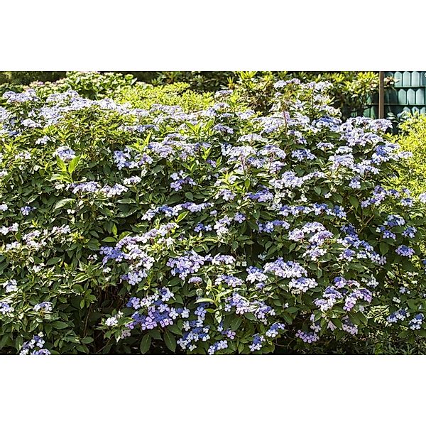 Hydrangea Macrophylla Bauernhortensie Bodensee 60-80 cm günstig online kaufen