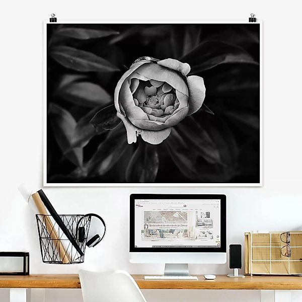 Poster Blumen - Querformat Pfingstrosenblüte vor Blättern Schwarz Weiß günstig online kaufen