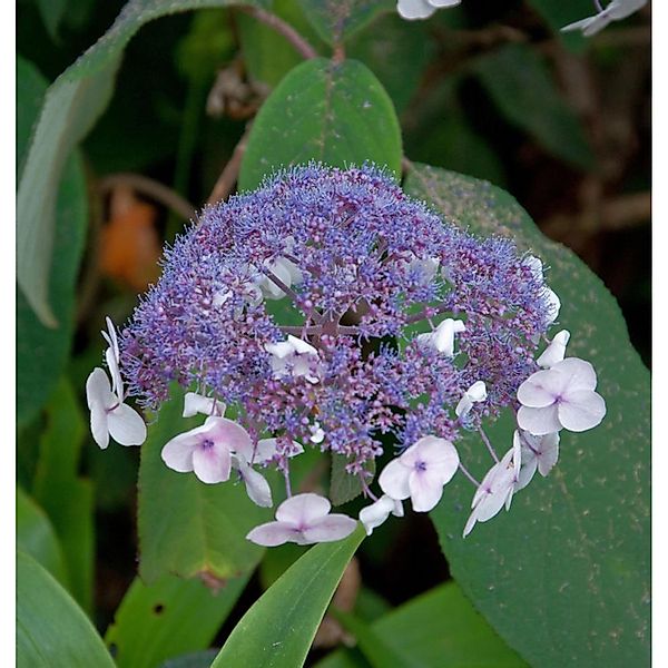 Fellhortensie 100-125cm - Hydrangea aspera günstig online kaufen