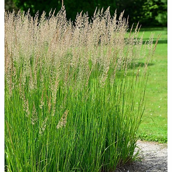 Wald-Reitgras - Calamagrostis arundinacea günstig online kaufen
