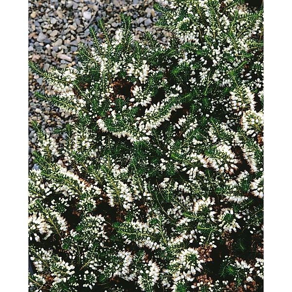 Erica Vagans Lyonesse Cornwall-Heide Cremeweiß Kompakt günstig online kaufen