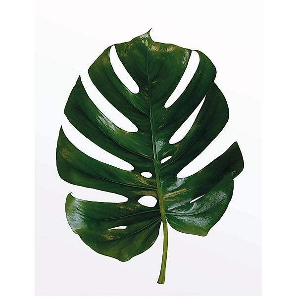 Komar Bild Monstera Leaf, Blätter, Pflanzen günstig online kaufen