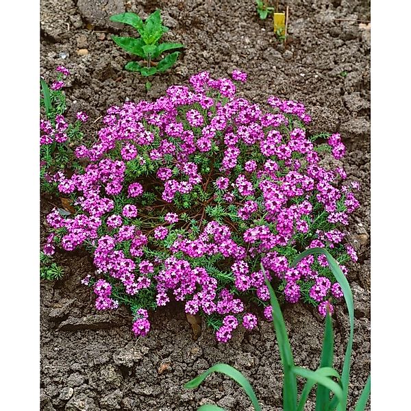 Aethionema Armenum Steintäschel Warley Rose Ca 9x9 cm Topf günstig online kaufen