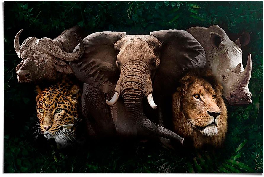 Reinders! Poster The big five günstig online kaufen