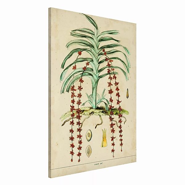 Magnettafel Blumen - Hochformat 2:3 Vintage Lehrtafel Exotische Palmen IV günstig online kaufen