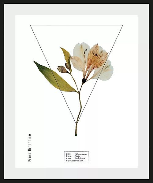 queence Bild »Alstroemeriaceae«, (1 St.) günstig online kaufen