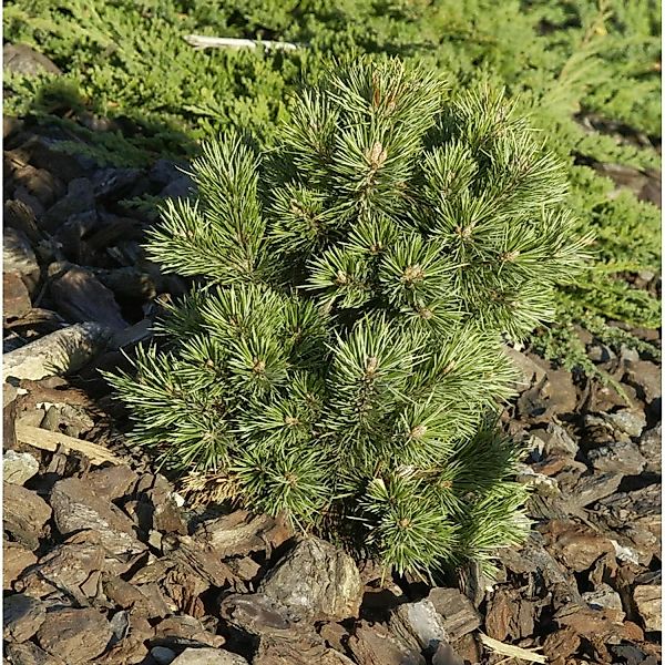 Zwerg Kiefer Kostelnecik 25-30cm - Pinus mugo günstig online kaufen