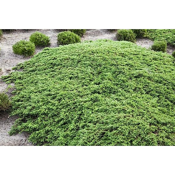 Juniperus Communis Green Carpet Wacholder Immergrün 40 cm Stammhöhe günstig online kaufen