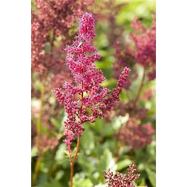 Astilbe Japonica Bremen Prachtspiere Ca. 9x9 cm Topf günstig online kaufen