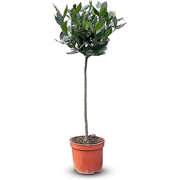 Sunny-Tree Laurus Nobilis   Lorbeer auf Stamm 80 cm Essbarer Lorbeer  Lorbe günstig online kaufen