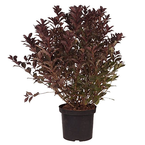 Weigelie Wine and Roses Höhe ca. 60-80 cm Topf ca. 10 l Weigela florida günstig online kaufen