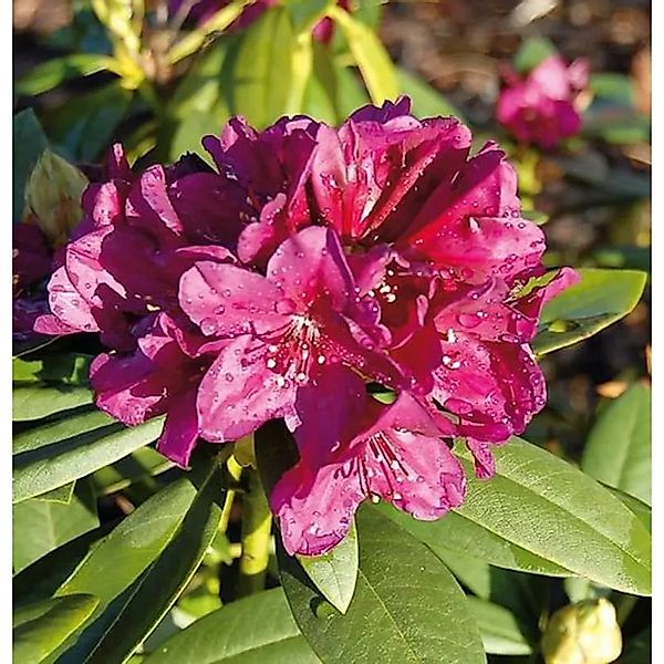 Großblumige Rhododendron Polarnacht 30-40cm - Alpenrose günstig online kaufen