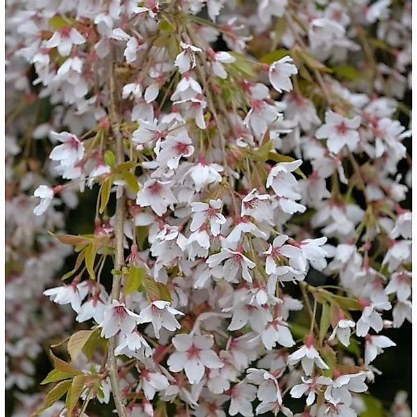 Frühlingshängekirsche 100-125cm - Prunus subhirtella günstig online kaufen