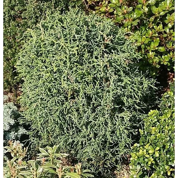 Korallenartige Scheinzypresse 20-30cm - Chamaecyparis,awsoniana günstig online kaufen