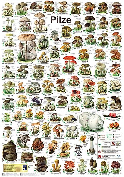 Close Up Poster Pilze Poster deutsch günstig online kaufen