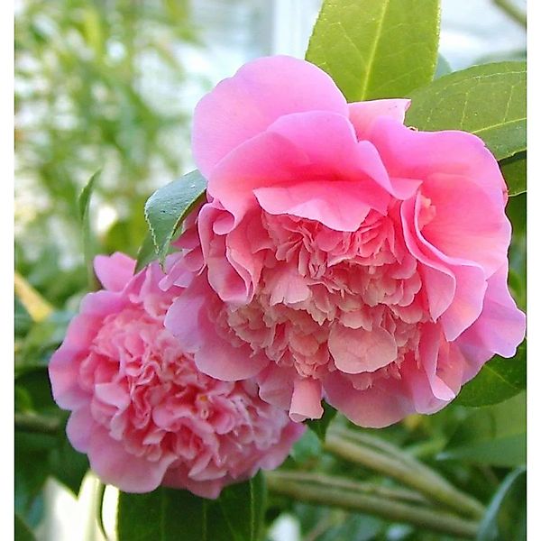 Rosa Kamelie Debbie 60-80cm - Camelia williamsii günstig online kaufen