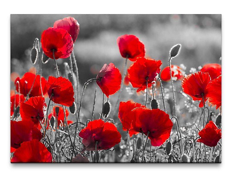 möbel-direkt.de Leinwandbild Bilder XXL Mohnblumen in günstig online kaufen