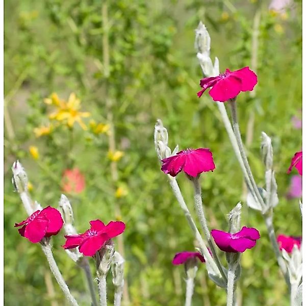 Kranz Lichnelke Atrosanguinea - Lychnis coronaria günstig online kaufen