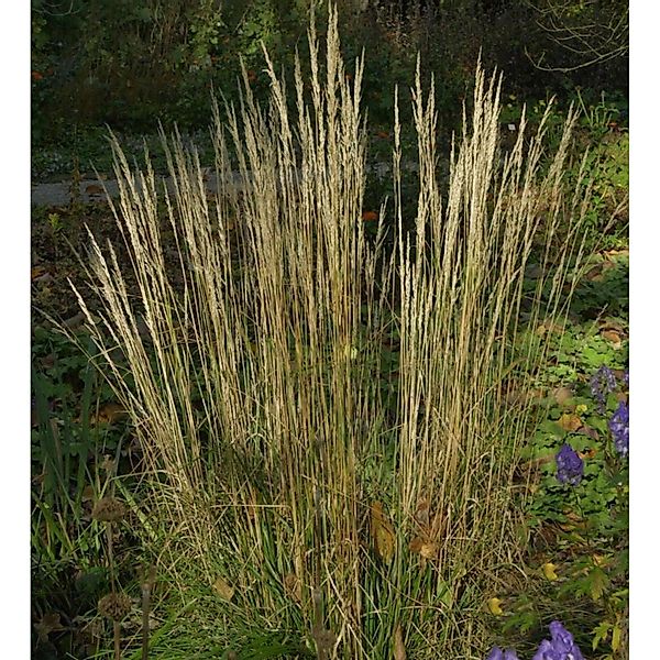 Reitgras Waldenbuch - großer Topf - Calamagrostis acutiflora günstig online kaufen