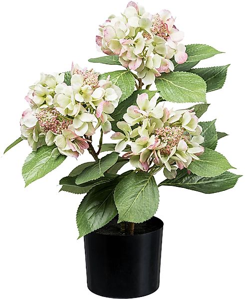 Kunstpflanze Hortensienbusch Hortensie, Creativ green, Höhe 53 cm, mit trau günstig online kaufen