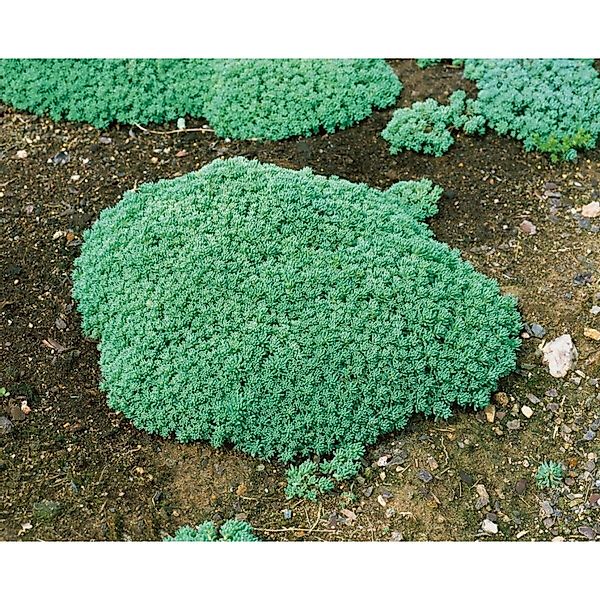 Sedum Lydium Mauerpfeffer Ca. 9x9 cm Topf günstig online kaufen