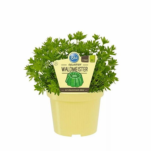 Exotenherz Waldmeister in Bio-Qualität Galium Odoratum Kräuterpflanze im 12 günstig online kaufen