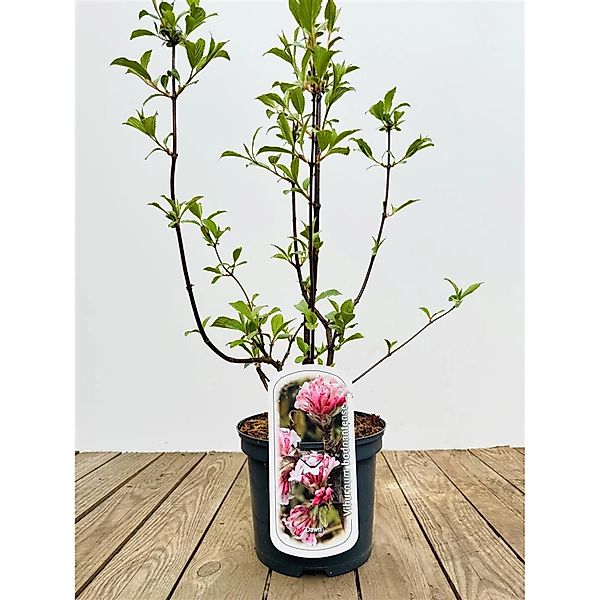 Viburnum Bodnantense Dawn Duft-Schneeball Rosa Blüten 40–60 cm günstig online kaufen