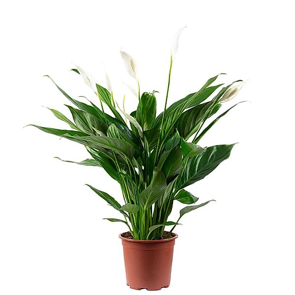 Value Greens Einblatt 4-8 Blüten/Knospen  Luftreinigendes  Spathiphyllum günstig online kaufen