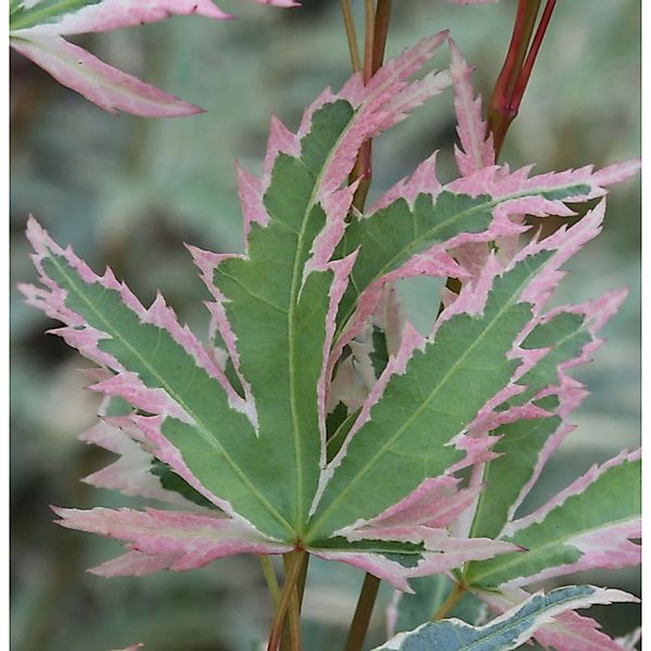 Fächerahorn Butterfly 60-80cm - Acer palmatum günstig online kaufen