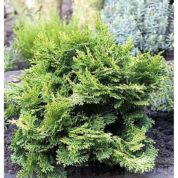 Hinoki Scheinzypresse 10-15cm - Chamaecyparis obtusa günstig online kaufen