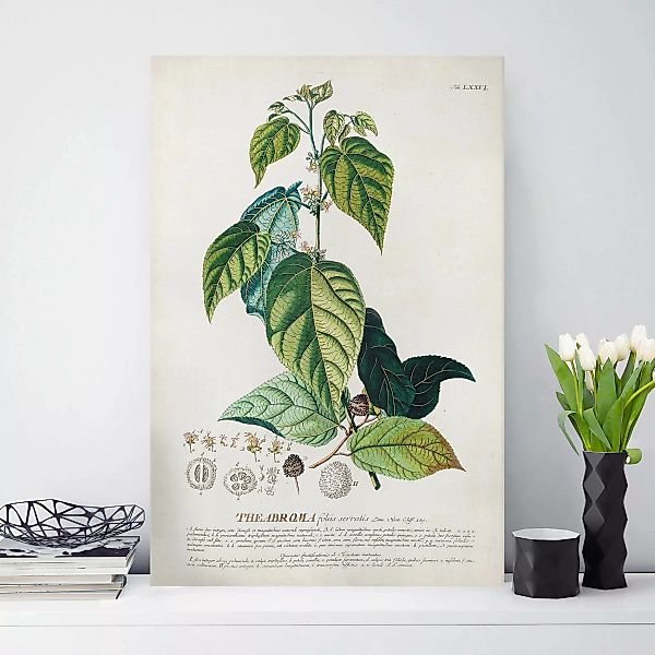 Leinwandbild Vintage Botanik Illustration Kakao günstig online kaufen